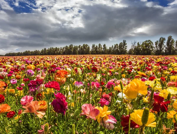 Nubes Tormentosas Sobre Campo Florecientes Buñuelos Jardín Semana Santa Kibbutz — Foto de Stock