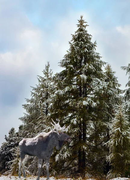 Riesige Graue Elche Stehen Straßenrand Der Erste Schnee Fiel Riesige — Stockfoto