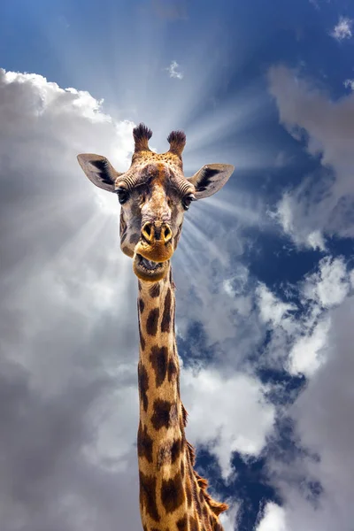 Funny portrait of a giraffe. Giraffe with beautiful spotted skin and small horns in african savannah. Jeep Safari Masai Mara, Kenya. The concept of active, environmental and photo tourism