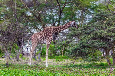 Savanda otlayan bir zürafa. Doğal ortamdaki vahşi hayvanlar. Safari - Kenya Amboseli Reserve turu. Egzotik, ekolojik ve fototürizm kavramı