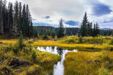 Sığ bir gölün etrafındaki sarı kuru çimenler. Ormandaki sulak arazi. Kanada 'nın Rocky Dağları. Ekolojik, aktif ve fotoğraf turizmi kavramı