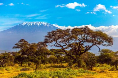 Kenya. Amboseli, Kilimanjaro 'nun ünlü kar zirvesinin eteklerindeki muhteşem bir biyosfer rezervi. Nadir çalılar ve çöl akasyası olan Savanna. Aktif, egzotik ve fotoğraf turizmi kavramı