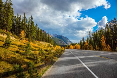  Yellow, red and orange leaves adorn the mountain landscape. Northern autumn. Excellent highway crosses the Rocky Mountains of Canada. Concept of active, environmental and photo tourism clipart
