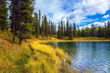 Kanada 'nın Rocky Dağları. Ormanla çevrili sessiz, sığ bir göl. Sığ gölün etrafındaki sarı sonbahar otları. Ekolojik, aktif ve fotoğraf turizmi kavramı