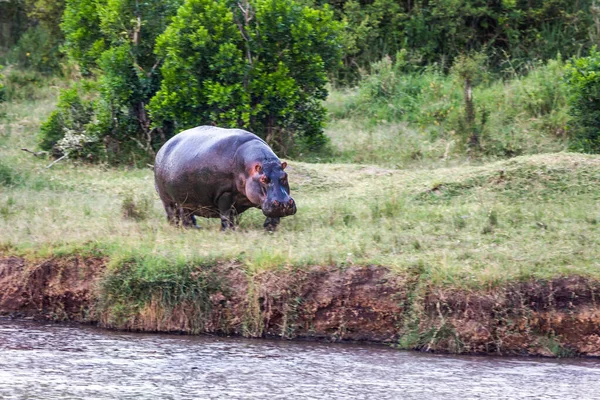 Enorme Hipopótamo Pastando Orilla Del Lago Naivasha Safari Tour Famosa — Foto de Stock