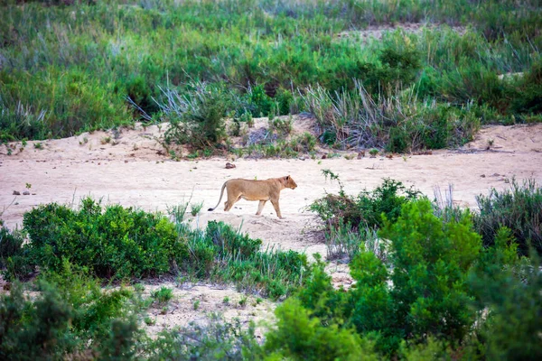 Jeune Lionne Africaine Célèbre Parc Kruger Les Animaux Vivent Déplacent — Photo
