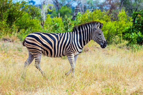 Exotic journey to the Africa. The famous Kruger Park. Burchella Zebra - flat zebra graze in the green and yellow bushes. The concept of active, exotic, extreme, ecological and photo tourism