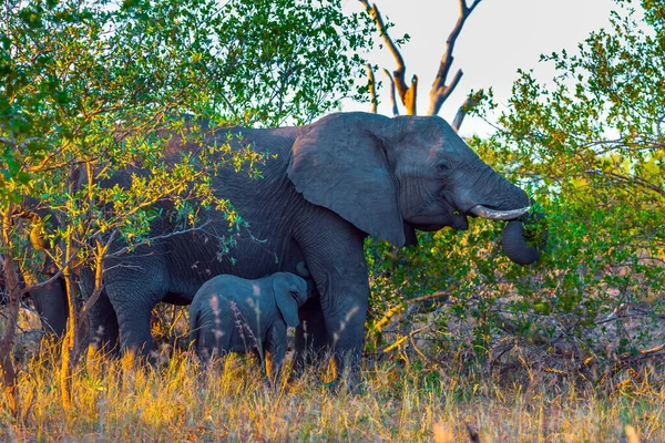 The herd of African savannah elephants. Desert Acacia Thickets. The Kruger Park. Sunset. South Africa. Animals live and move freely in the savannah. The concept of exotic and photo tourism