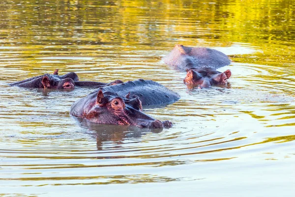 Hipona Hipopótamo Herbívoro Semi Aquático Pequena Manada Hipopótamos Passa Dia — Fotografia de Stock