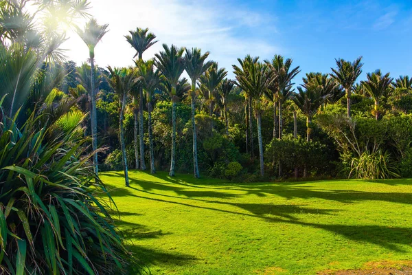  Yeni Zelanda 'daki Güney Adası. Palm Grove 'daki sevimli yeşil çimenler. Egzotik bir ülkeye seyahat etmek. Güneşli bir yaz günü. Ekolojik, aktif ve fotoğraf turizmi kavramı