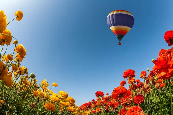 Ballon Multicolore Vole Dessus Champ Fleurs Magnifique Champ Boutons Floraux — Photo