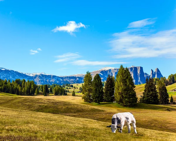 Las Vacas Gordas Pastan Colinas Cubiertas Hierba Día Soleado Para — Foto de Stock