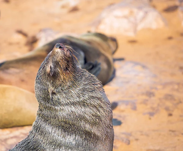 Grandi Animali Foche Orecchiate Crogiolano Sole Africa Namibia Cape Cross — Foto Stock