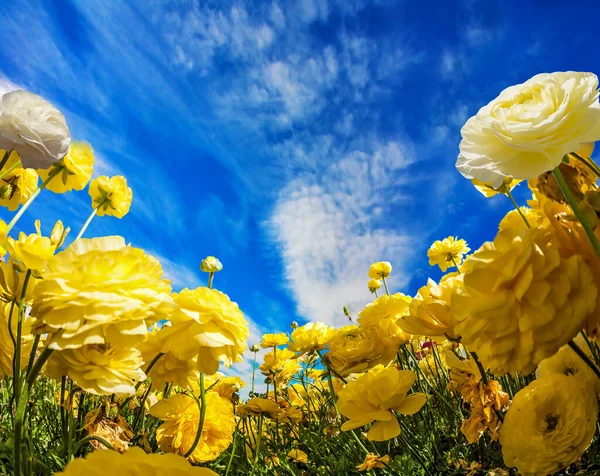 Warm Day May Light Clouds Blue Sky Large Yellow Ranunculus — Stock Photo, Image