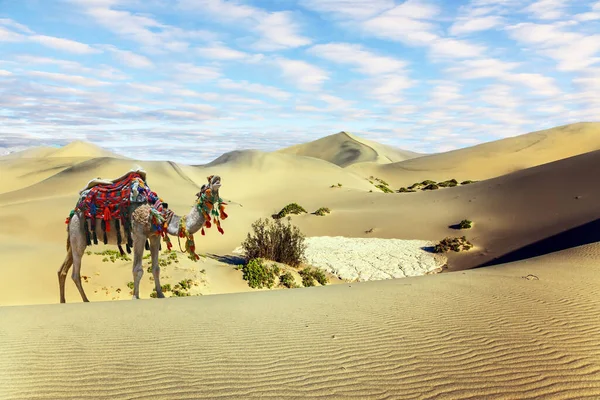 カラフルなガーランドやタッセルで装飾された手入れの行き届いたラクダは砂丘に立っています 砂漠のオレンジの日の出 活動的 生態学的 写真観光の概念 — ストック写真