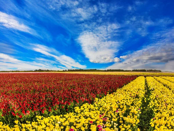 イスラエルの南 春の日 青空に光の雲 開花赤と黄色のバターカップ ランヌクルスのファーマーフィールド 生態系 写真観光の概念 — ストック写真