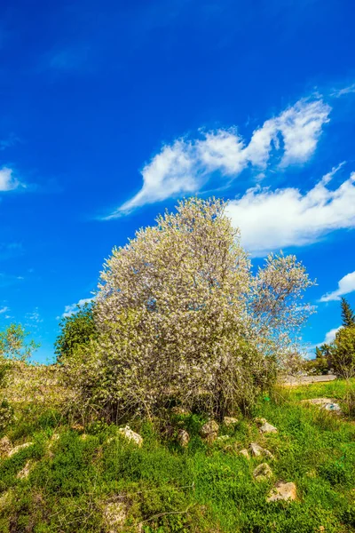 White Pink Olive Tree Flowers Fresh Green Grass Hills Light — Stock Photo, Image