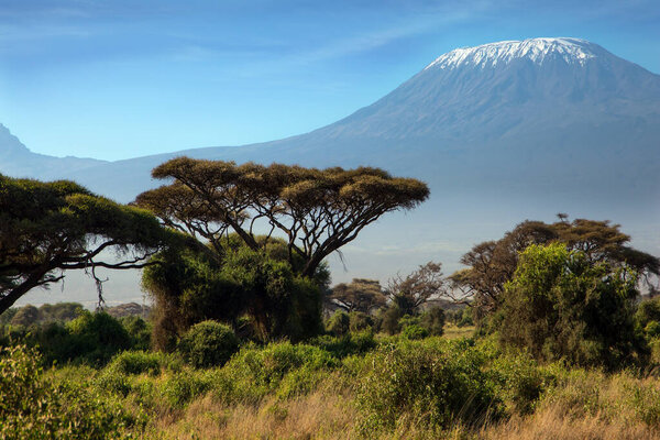 Impressive travel to Africa. The snow peak of Kilimanjaro. Amboseli Park is the most visited park in Kenya. Savanna with bushes and desert acacies. The concept of exotic, ecological and photo tourism