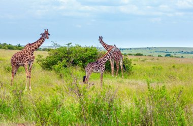 Uzun boyunlu zürafa sürüsü bozkırdaki yeşil bir çalılığın yakınında otluyor. Komik sahne. Cip Safari Masai Mara, Kenya. Aktif, çevresel ve fotoğraf turizmi kavramı