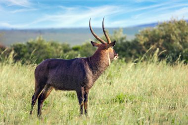 Kenya, Afrika savanı. Su geyiği, büyük, güçlü bir antilop. Masai Mara Ulusal Parkı 'nda Safari. Aktif, ekolojik ve fototürizm kavramı