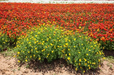 Lüks bahar çiçekleri, düğün çiçekleri ve ranunculusların muhteşem tarlası. Güneşli güzel bir gün. İsrail 'in güneyinde bahar yürüyüşü. Ekolojik, botanik ve fotoğraf turizmi kavramı