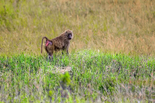 Magnifique Babouin Voyage Savane Africaine Safari Dans Parc National Masai — Photo