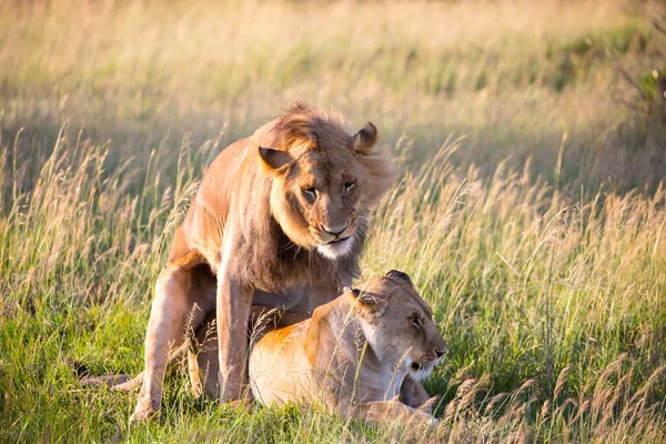 ケニア マサイ マラ公園 サバンナのライオンとライオンの仲間だ ジープ アフリカのサバンナで春のサファリ 捕食哺乳類 エキゾチックで極端な観光と写真観光の概念 — ストック写真
