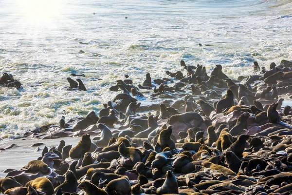 Cape Cross Largest South African Fur Seal Rookery World Coast — Stock Photo, Image