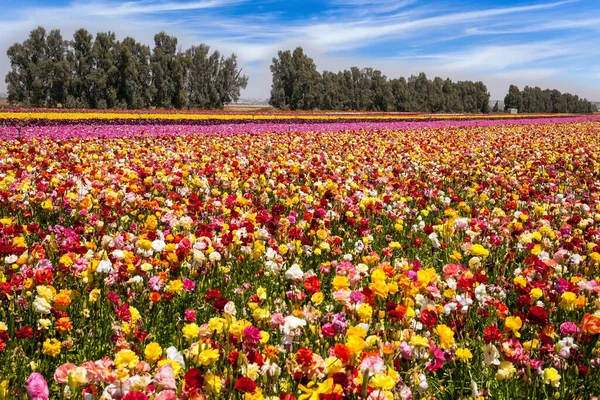 Piękny Słoneczny Wiosenny Dzień Wielokolorowe Duże Jaskry Ogrodowe Południowy Izrael — Zdjęcie stockowe