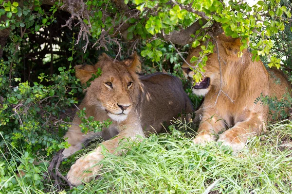2人の若い雌ライオンはサバンナの茂みの陰で休む ケニア マサイ マラ公園 ジープ アフリカの春のサファリ 捕食哺乳類 エキゾチックで極端な写真観光の概念 — ストック写真