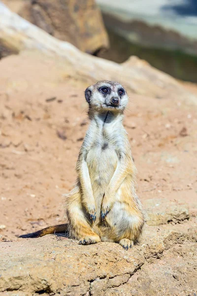 Divertido Animal Mangosta Suricata Aviario Del Zoológico Gran Zoológico Auckland —  Fotos de Stock