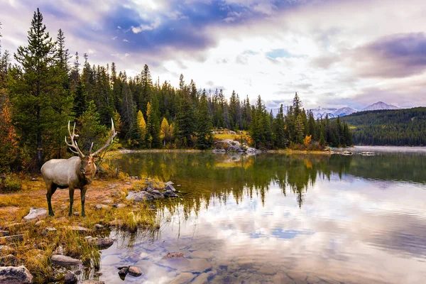 Red Deer Branching Horns Grazes Lake Majestic Lake Patricia Jasper — Stock Photo, Image