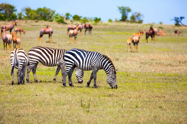 Herd Zebras Grazes Grass Kenya Spring Magnificent Trip African Savannah — Stock Photo, Image