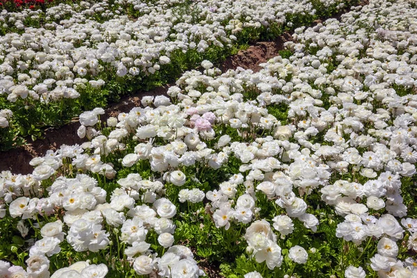 バターカップ ランヌクルスの豪華な春の花の豪華なフィールド 天気のいい日だ イスラエル南部で春の散歩 写真観光の概念 — ストック写真