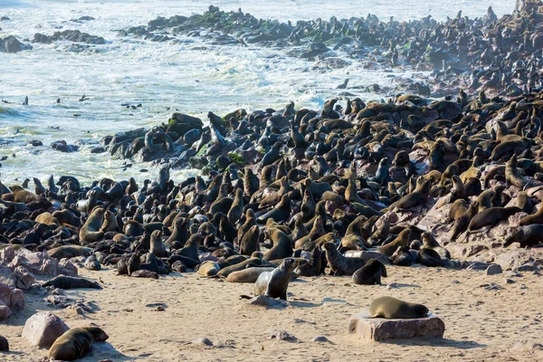 Colônia Focas Pele África Cape Cross Maior Rookery Sul Africana — Fotografia de Stock