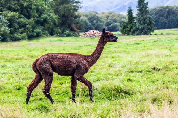 Animal Breeding Farm Meat Wool Charming Brown Llama Haircut Pasting — Stock Photo, Image