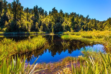Suyun pürüzsüz ayna yüzeyi ağaçları ve otları yansıtır. Buzul Gölü Matheson ormanlarla çevrilidir. Yeni Zelanda 'ya git. Ekolojik, aktif ve fotoğraf turizmi kavramı