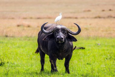 Afrika bufalosu. Mısırlı Akbalıkçıl bir bufalonun başında oturur. Safari - Kenya 'nın ünlü koruma alanı Hell' s Gate Park 'a tur. Doğal ortamdaki vahşi hayvanlar. Egzotik, ekolojik ve fototürizm kavramı
