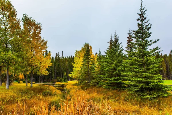 Kanada Banff Fajna Mokra Wczesna Jesień Zielony Świerk Żółte Osiki — Zdjęcie stockowe