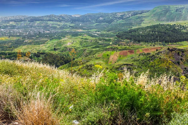 Spring Blooming Golan Heights Mountain Plateau Volcanic Origin Israel State — Stock Photo, Image