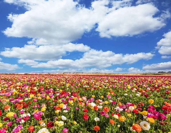 Meraviglioso Caldo Primaverile Pittoreschi Campi Ranuncoli Nel Kibbutz Israeliano Annuale — Foto Stock