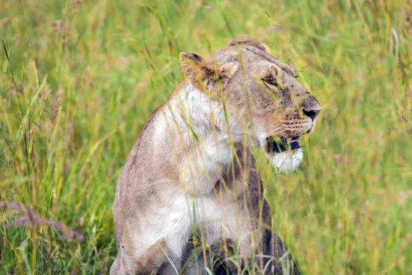 アフリカの素晴らしさと魔法 グラッシー サバンナ 背の高い草の中の若い雌ライオンは狩りの準備をしている 生態学的 エキゾチックで写真観光の概念 — ストック写真