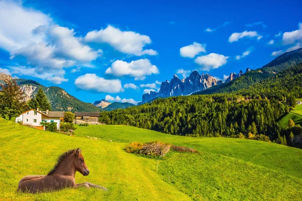 Sleek Horse Resting Tall Grass Warm Autumn Day Val Funes — Stock Photo, Image