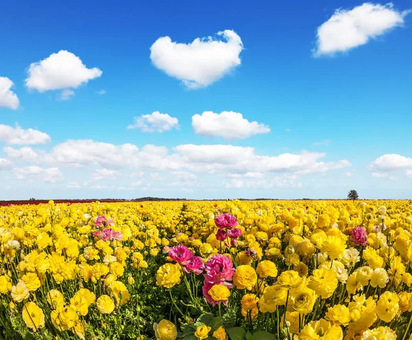 赤と黄色の庭のバターカップの壮大な花のカーペット ランヌクルス イスラエルだ 晴れた日には暑い太陽と白い雲 写真観光の概念 — ストック写真