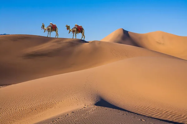 壮大な2つの1つのラクダ ドロメダルハンプ 魔法の砂漠の朝 ラクダは美しく楽しみを持っていると写真を撮るために観光客のために飾られています アクティブと写真観光の概念 — ストック写真