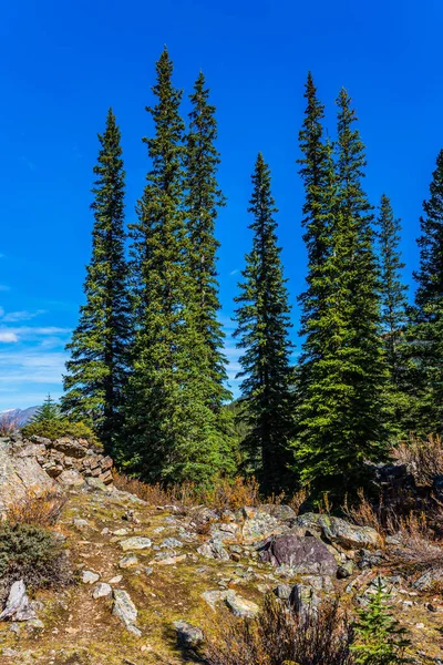 Kanadské Skály Provincie Alberta Malebné Kamenité Pobřeží Jedle Kolem Jezera — Stock fotografie
