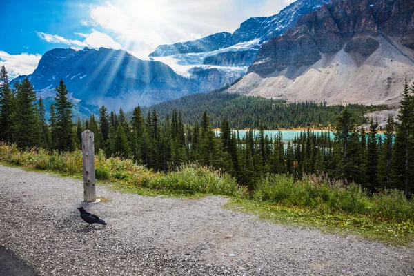 Słoneczny Jasny Dzień Canadian Rockies Słynny Malowniczy Lodowiec Crowfoot Pobliżu — Zdjęcie stockowe