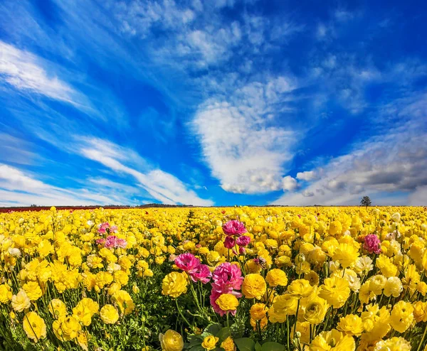 Nuvole Volanti Una Ventosa Giornata Primaverile Fioritura Multicolore Grandi Ranuncoli — Foto Stock