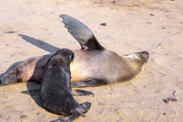 Kolonie Von Seehunden Afrika Namibia Cape Cross Ist Die Größte — Stockfoto