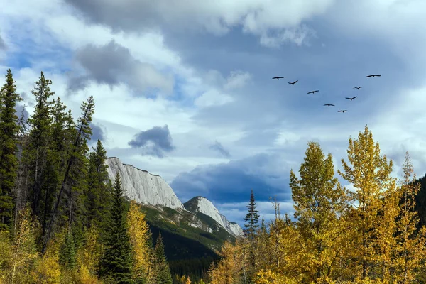Göçmen Kuş Sürüsü Yağmur Bulutları Arasında Güneye Uçar Turuncu Sarı — Stok fotoğraf